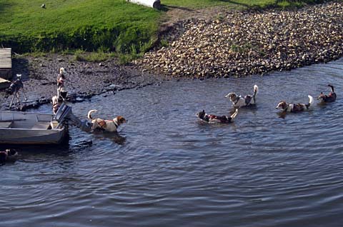 Dogs Swimming