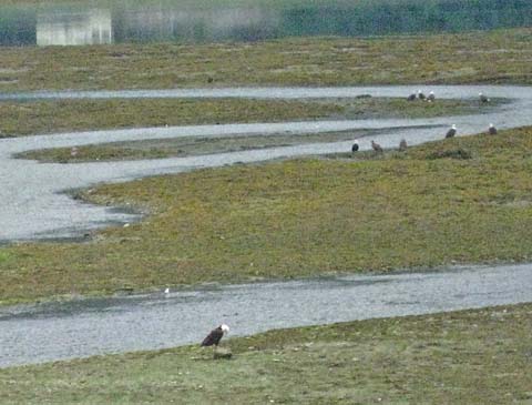 Bald Eagles