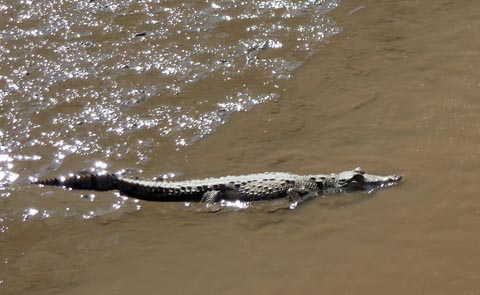 Small croc
