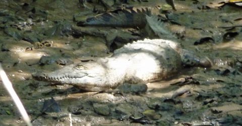 Large croc