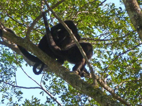 Howler
                          monkies