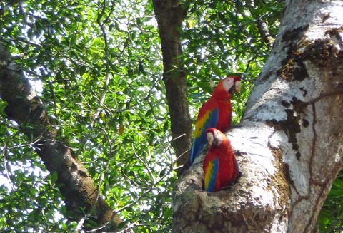 More Macaws