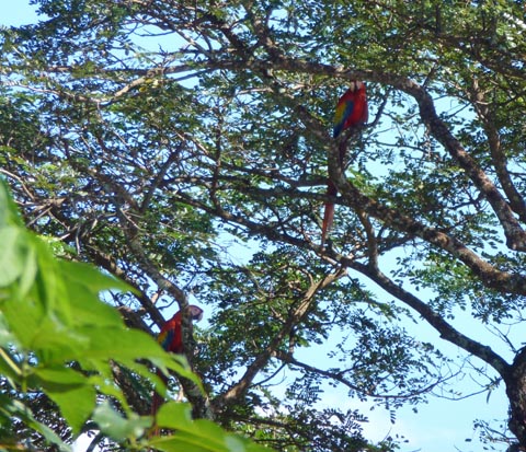 Macaws